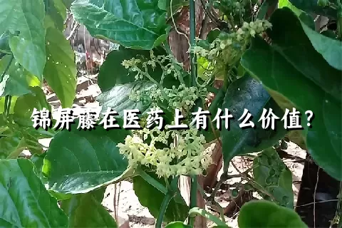 锦屏藤在医药上有什么价值？