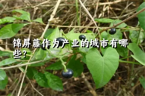 锦屏藤作为产业的城市有哪些？