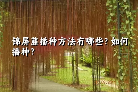 锦屏藤播种方法有哪些？如何播种？