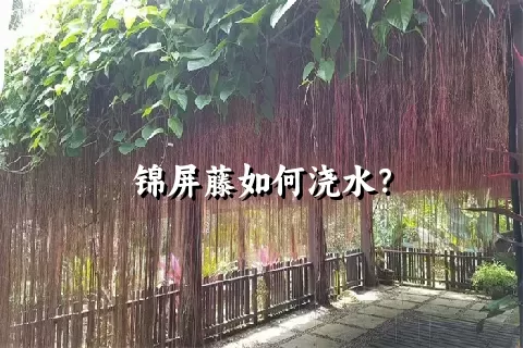 锦屏藤如何浇水？