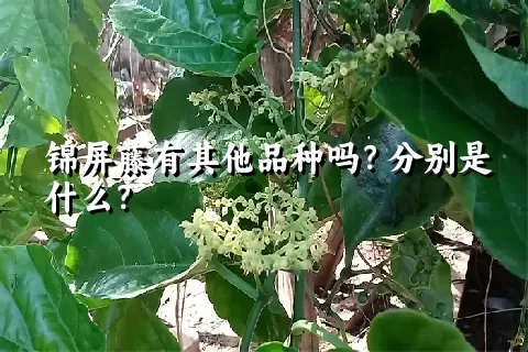 锦屏藤有其他品种吗？分别是什么？