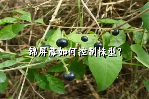 锦屏藤如何控制株型？