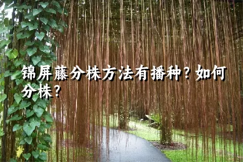 锦屏藤分株方法有播种？如何分株？