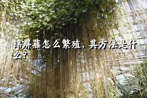 锦屏藤怎么繁殖，其方法是什么？