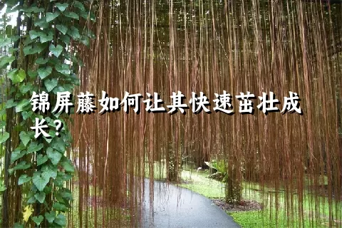 锦屏藤如何让其快速茁壮成长？