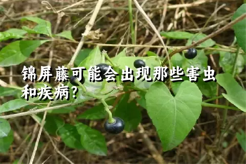 锦屏藤可能会出现那些害虫和疾病？