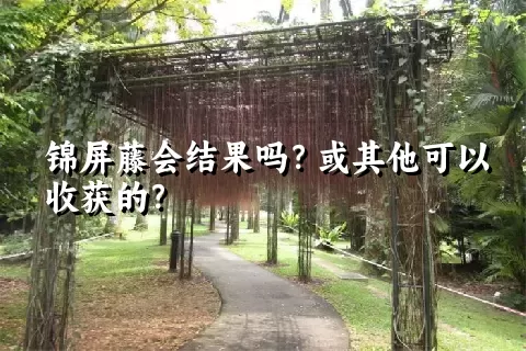 锦屏藤会结果吗？或其他可以收获的？