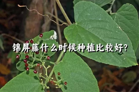 锦屏藤什么时候种植比较好？