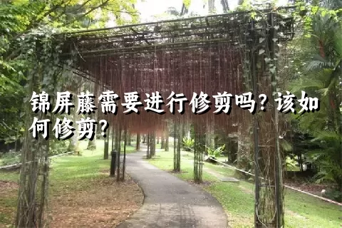 锦屏藤需要进行修剪吗？该如何修剪？