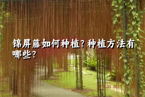 锦屏藤如何种植？种植方法有哪些？