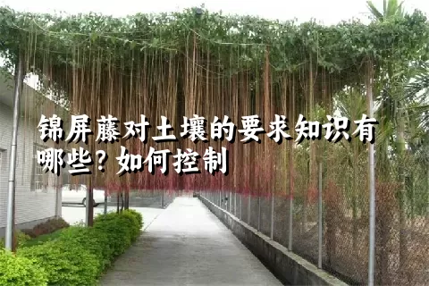 锦屏藤对土壤的要求知识有哪些？如何控制