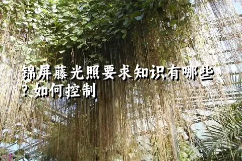 锦屏藤光照要求知识有哪些？如何控制