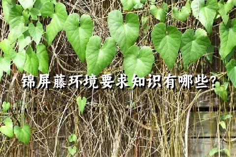 锦屏藤环境要求知识有哪些？