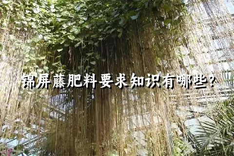 锦屏藤肥料要求知识有哪些？