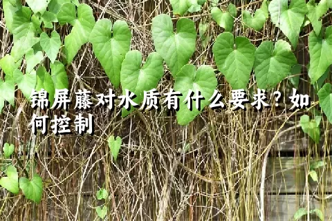 锦屏藤对水质有什么要求？如何控制