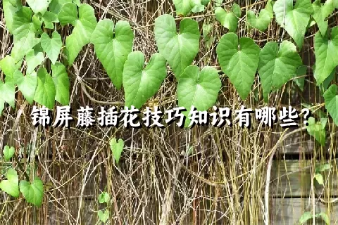 锦屏藤插花技巧知识有哪些？