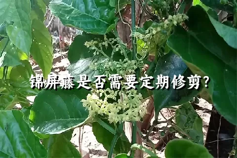 锦屏藤是否需要定期修剪？