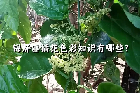 锦屏藤插花色彩知识有哪些？