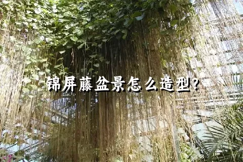 锦屏藤盆景怎么造型？