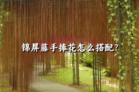 锦屏藤手捧花怎么搭配？