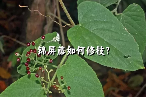 锦屏藤如何修枝？