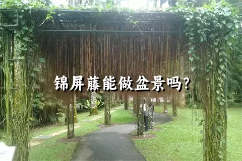 锦屏藤能做盆景吗？