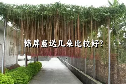 锦屏藤送几朵比较好？