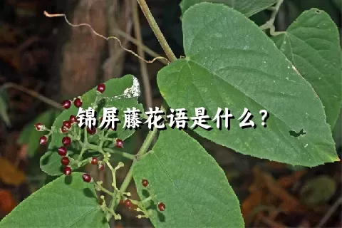 锦屏藤花语是什么？