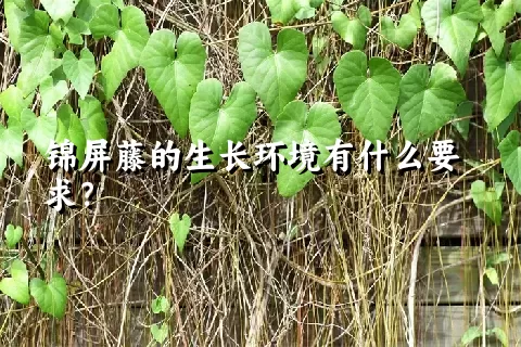 锦屏藤的生长环境有什么要求？