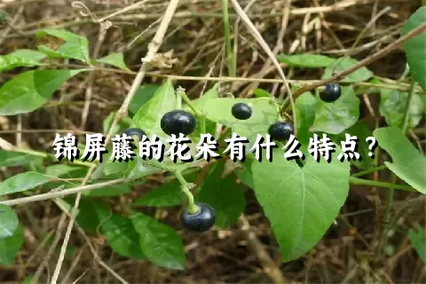 锦屏藤的花朵有什么特点？