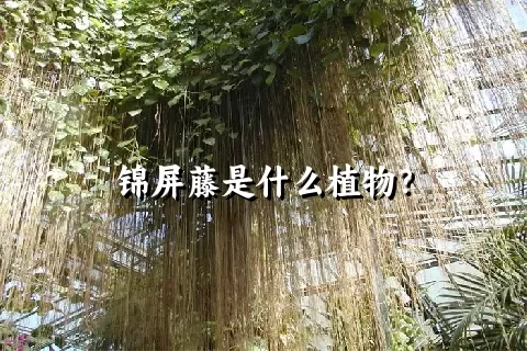 锦屏藤是什么植物？