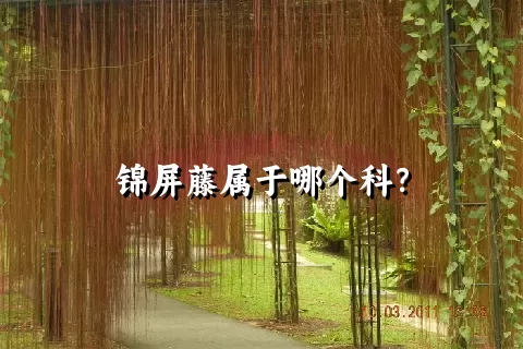 锦屏藤属于哪个科？