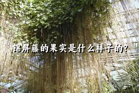 锦屏藤的果实是什么样子的？