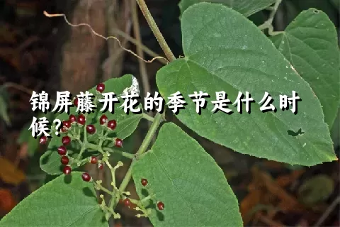 锦屏藤开花的季节是什么时候？