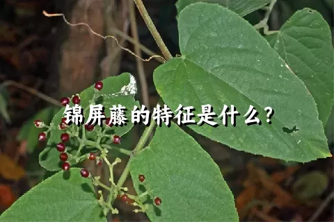 锦屏藤的特征是什么？