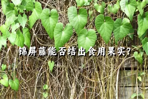 锦屏藤能否结出食用果实？