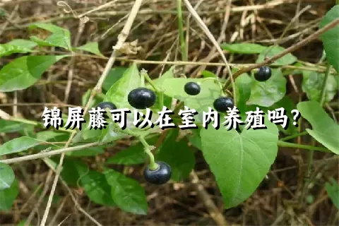 锦屏藤可以在室内养殖吗？