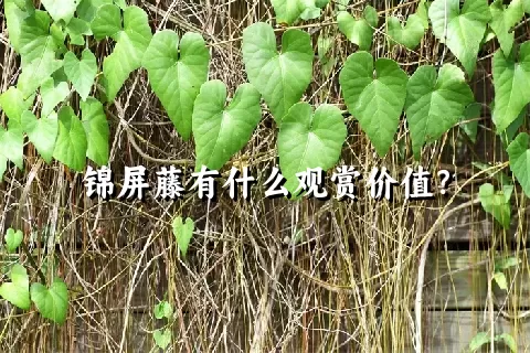 锦屏藤有什么观赏价值？