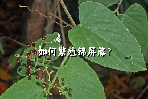 如何繁殖锦屏藤？