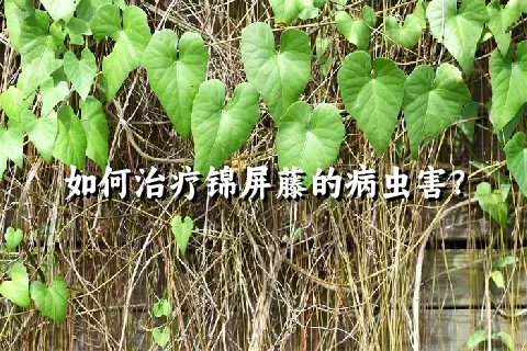 如何治疗锦屏藤的病虫害？