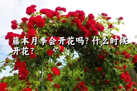 藤本月季会开花吗？什么时候开花？