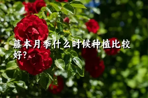 藤本月季什么时候种植比较好？