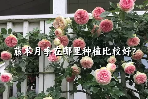 藤本月季在哪里种植比较好？