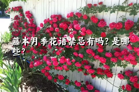 藤本月季花语禁忌有吗？是哪些？