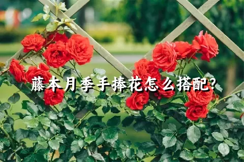 藤本月季手捧花怎么搭配？