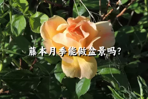 藤本月季能做盆景吗？