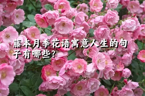 藤本月季花语寓意人生的句子有哪些？