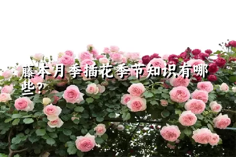 藤本月季插花季节知识有哪些？