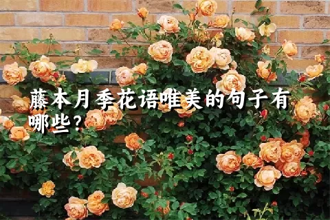 藤本月季花语唯美的句子有哪些？