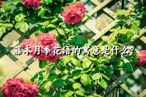 藤本月季花语的寓意是什么？